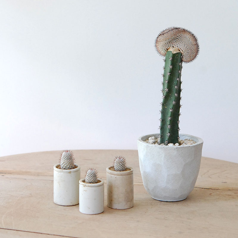 Mammillaria ペレツデラローサエ アンダーソニア