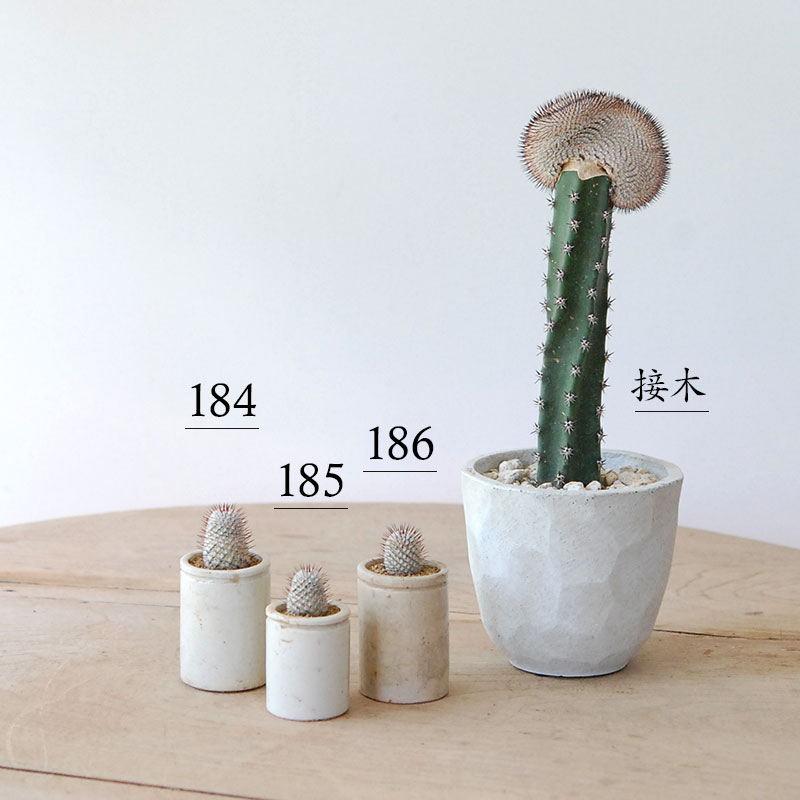 Mammillaria ペレツデラローサエ アンダーソニア