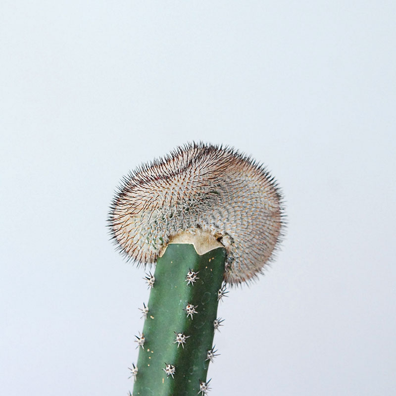 Mammillaria ペレツデラローサエ アンダーソニア