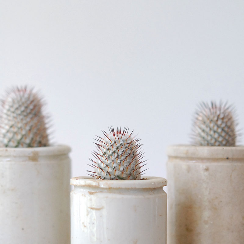 Mammillaria ペレツデラローサエ アンダーソニア