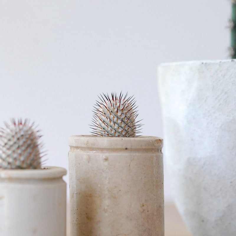 Mammillaria ペレツデラローサエ アンダーソニア