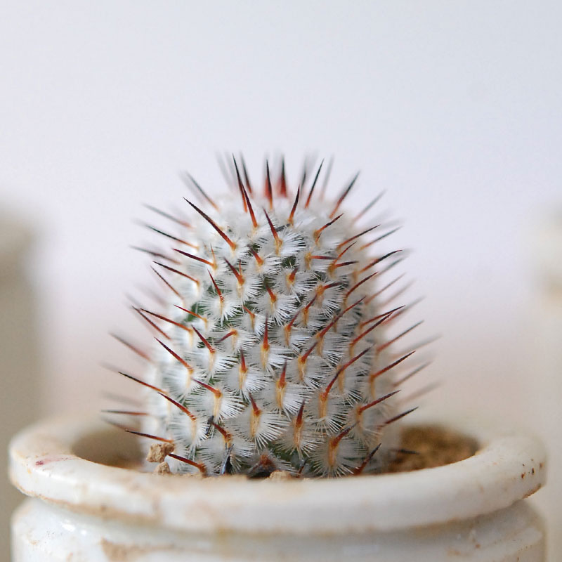 Mammillaria ペレツデラローサエ アンダーソニア