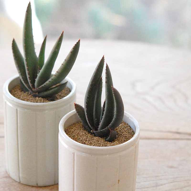 Aloe cryptopoda / 黒太刀 x antique pot