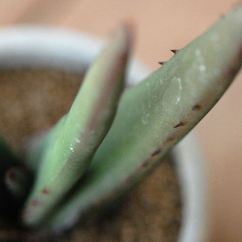 Aloe cryptopoda / 黒太刀 x antique pot