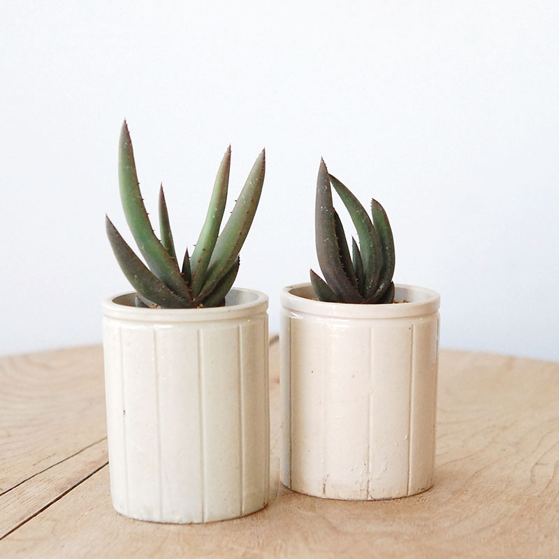 Aloe cryptopoda / 黒太刀 x antique pot