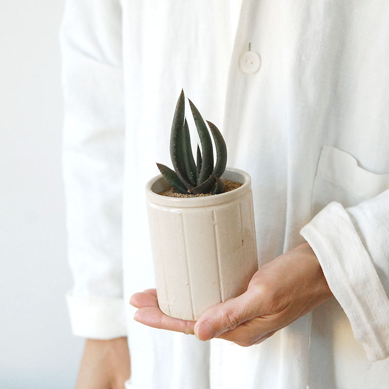Aloe cryptopoda / 黒太刀 x antique pot
