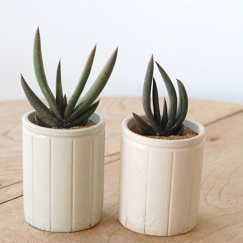 Aloe cryptopoda / 黒太刀 x antique pot