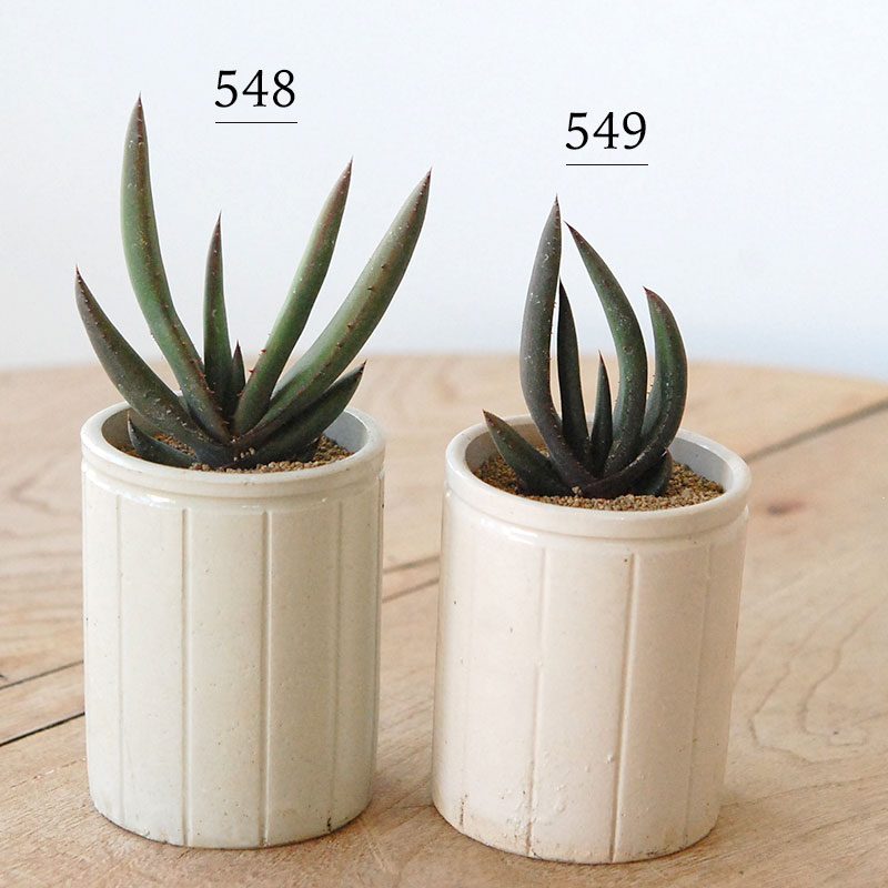 Aloe cryptopoda / 黒太刀 x antique pot