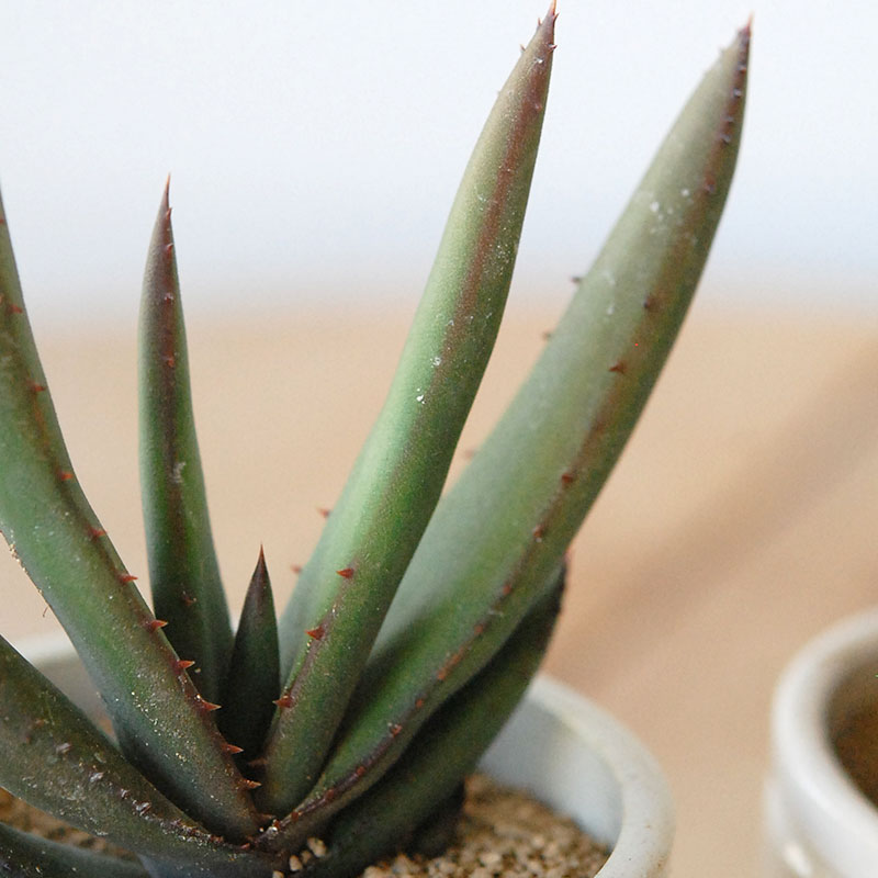 Aloe cryptopoda / 黒太刀 x antique pot