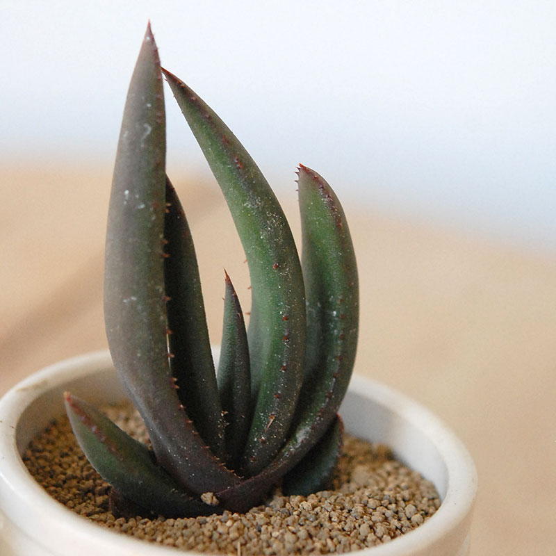 Aloe cryptopoda / 黒太刀 x antique pot