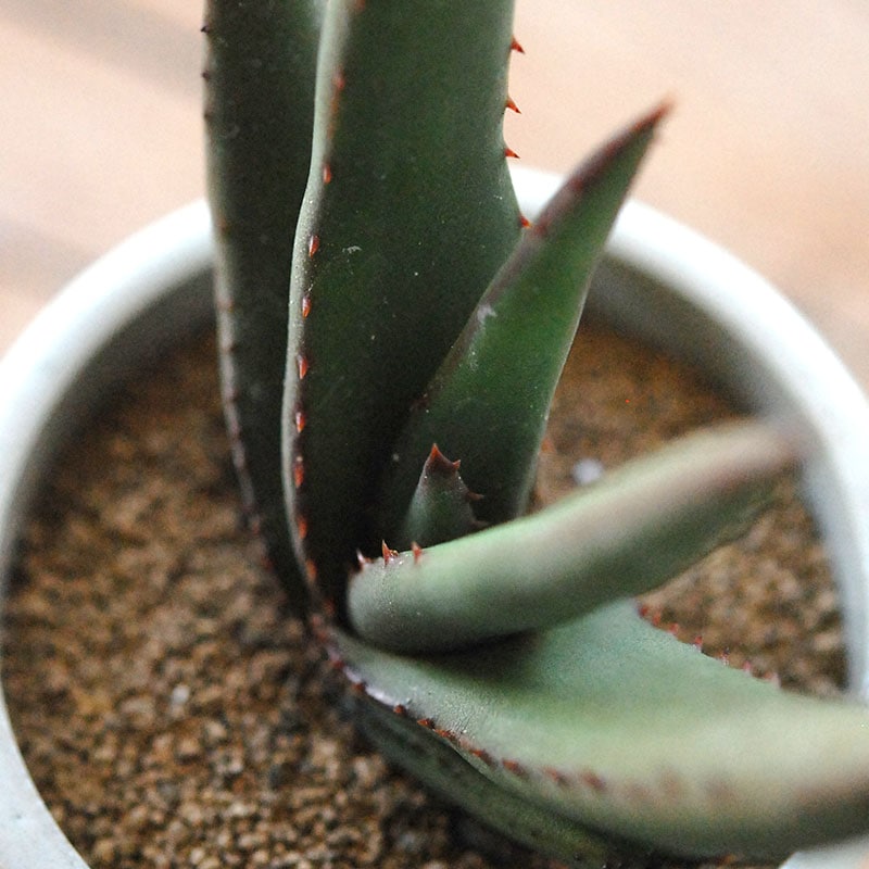 Aloe cryptopoda / 黒太刀 x antique pot
