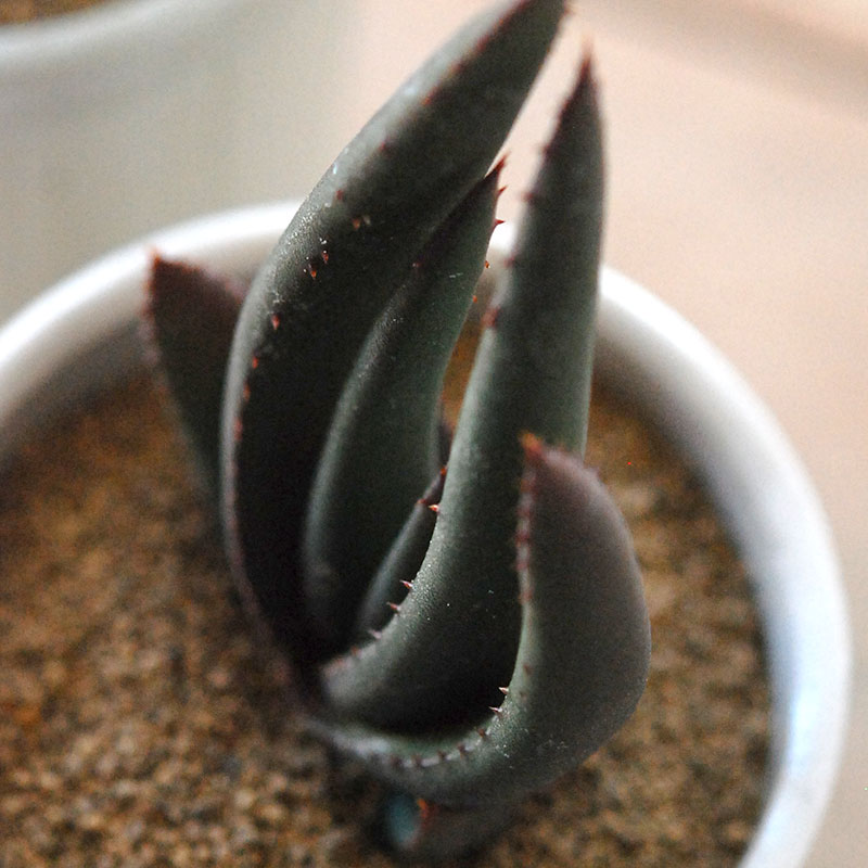 Aloe cryptopoda / 黒太刀 x antique pot