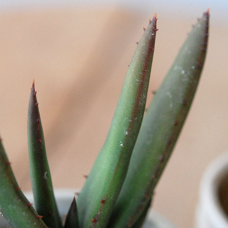 Aloe cryptopoda / 黒太刀 x antique pot