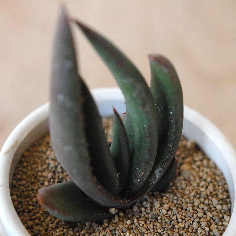 Aloe cryptopoda / 黒太刀 x antique pot