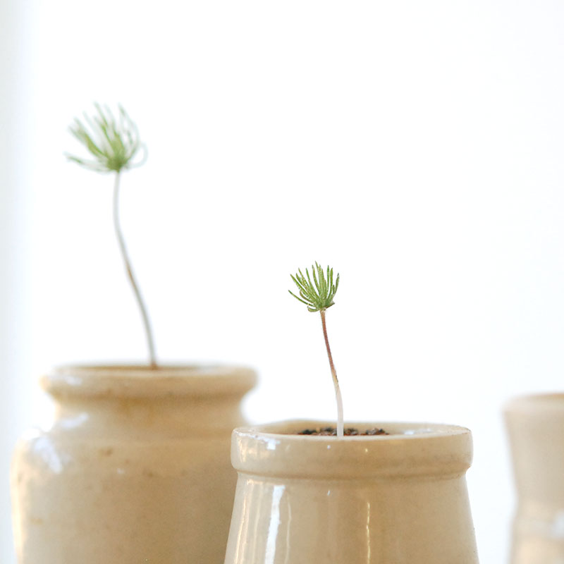 Eriospermum proliferum x antique pot