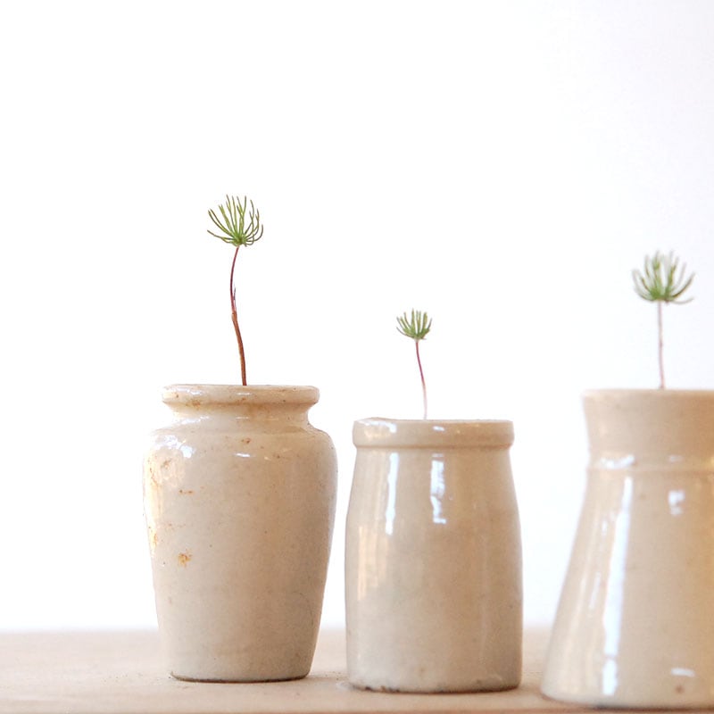 Eriospermum proliferum x antique pot