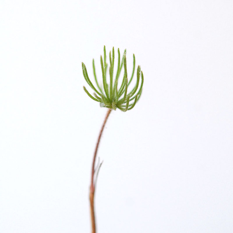 Eriospermum proliferum x antique pot