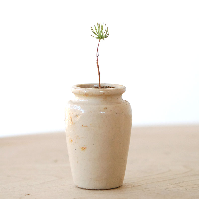 Eriospermum proliferum x antique pot