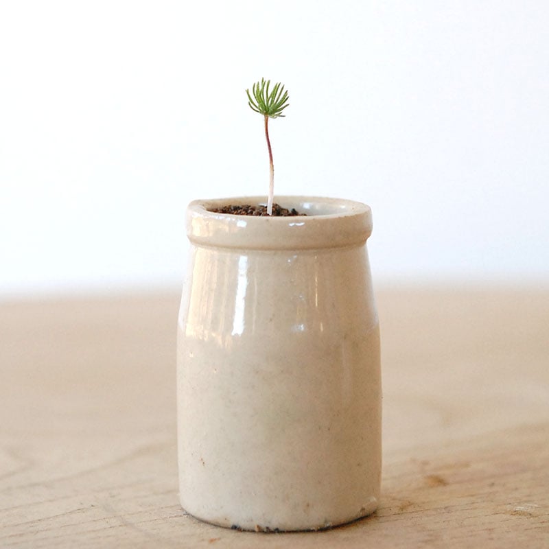 Eriospermum proliferum x antique pot