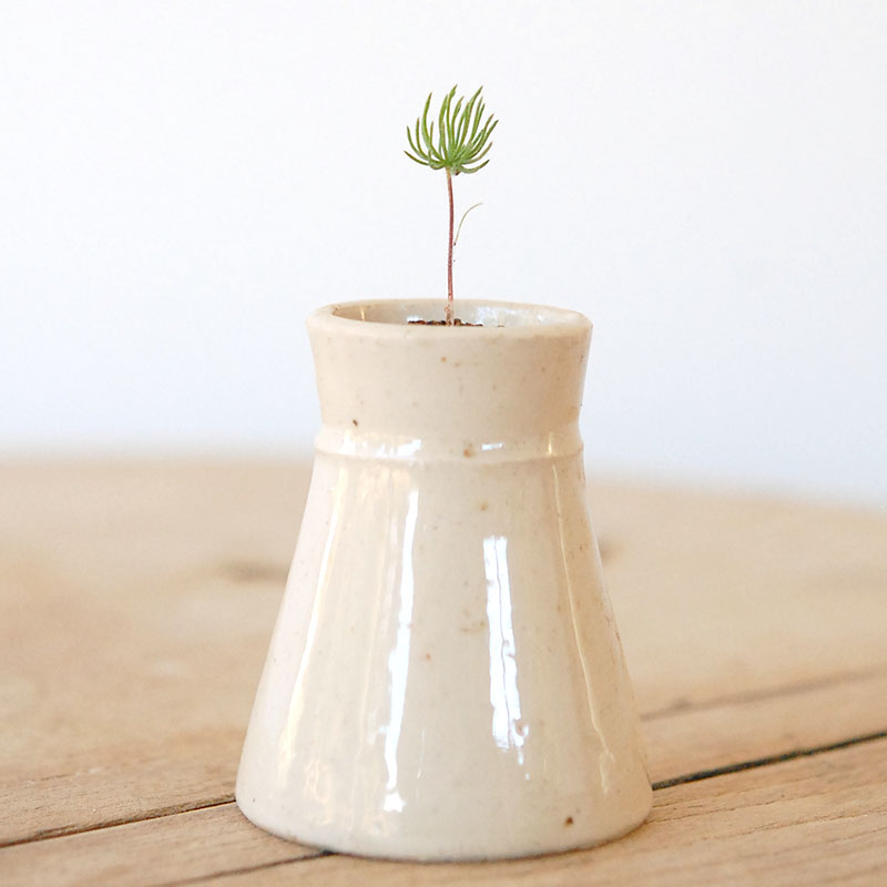 Eriospermum proliferum x antique pot