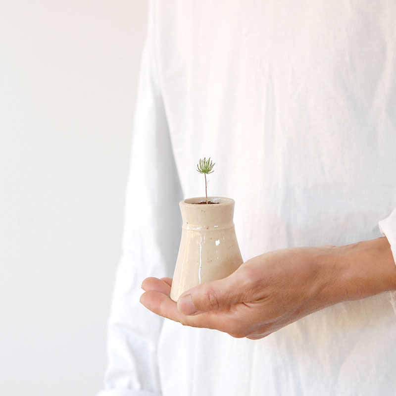 Eriospermum proliferum x antique pot