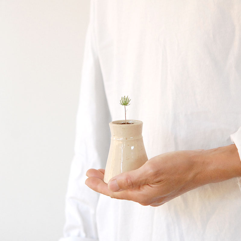 Eriospermum proliferum x antique pot