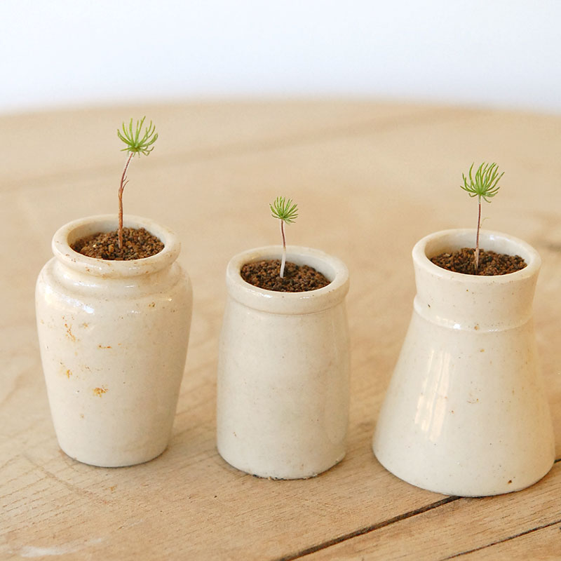 Eriospermum proliferum x antique pot