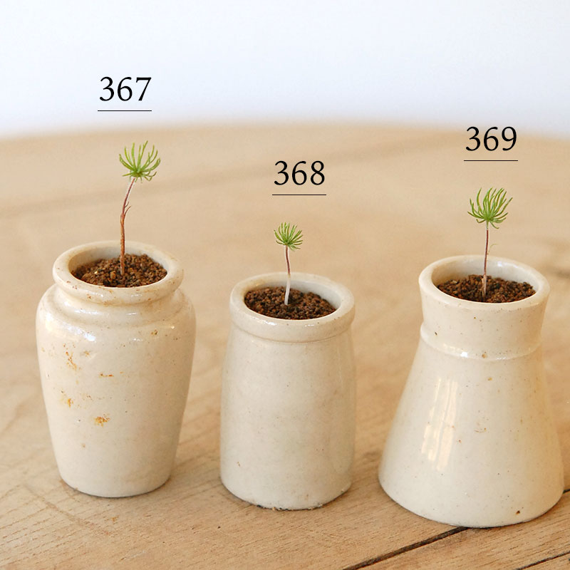 Eriospermum proliferum x antique pot