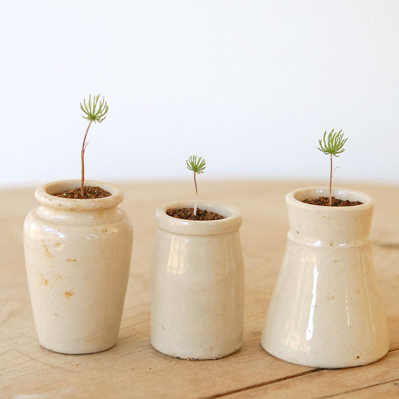 Eriospermum proliferum x antique pot