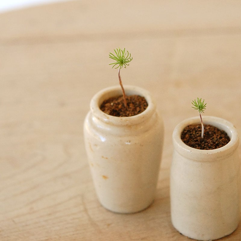 Eriospermum proliferum x antique pot