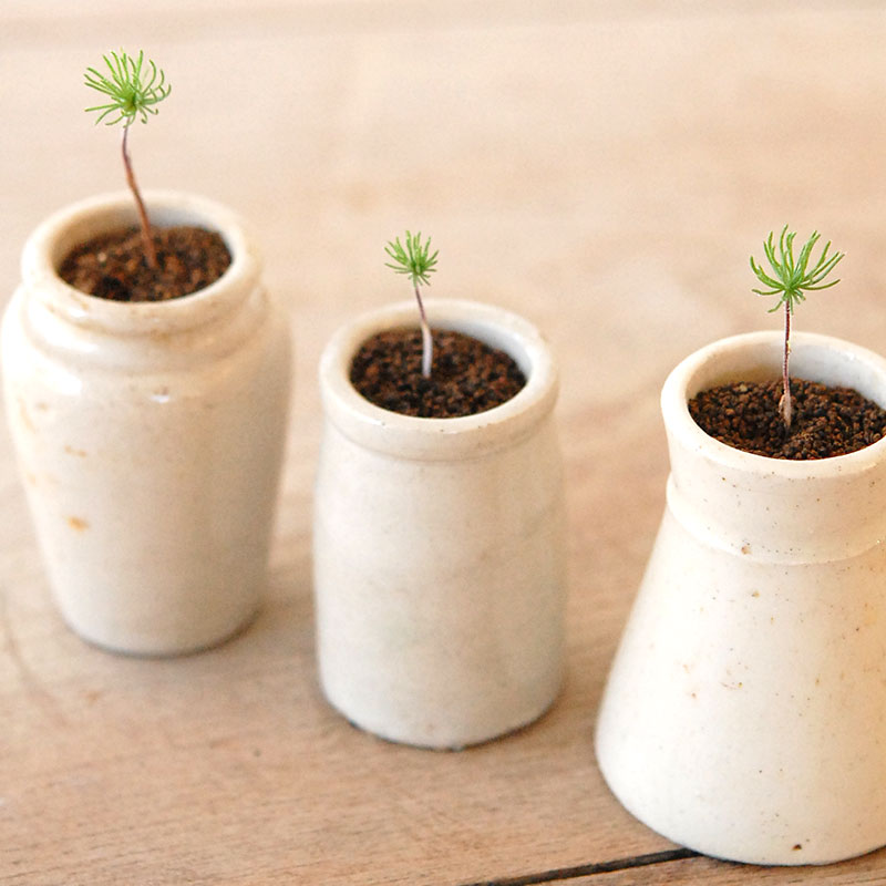 Eriospermum proliferum x antique pot