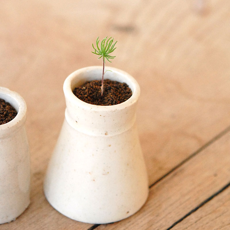 Eriospermum proliferum x antique pot