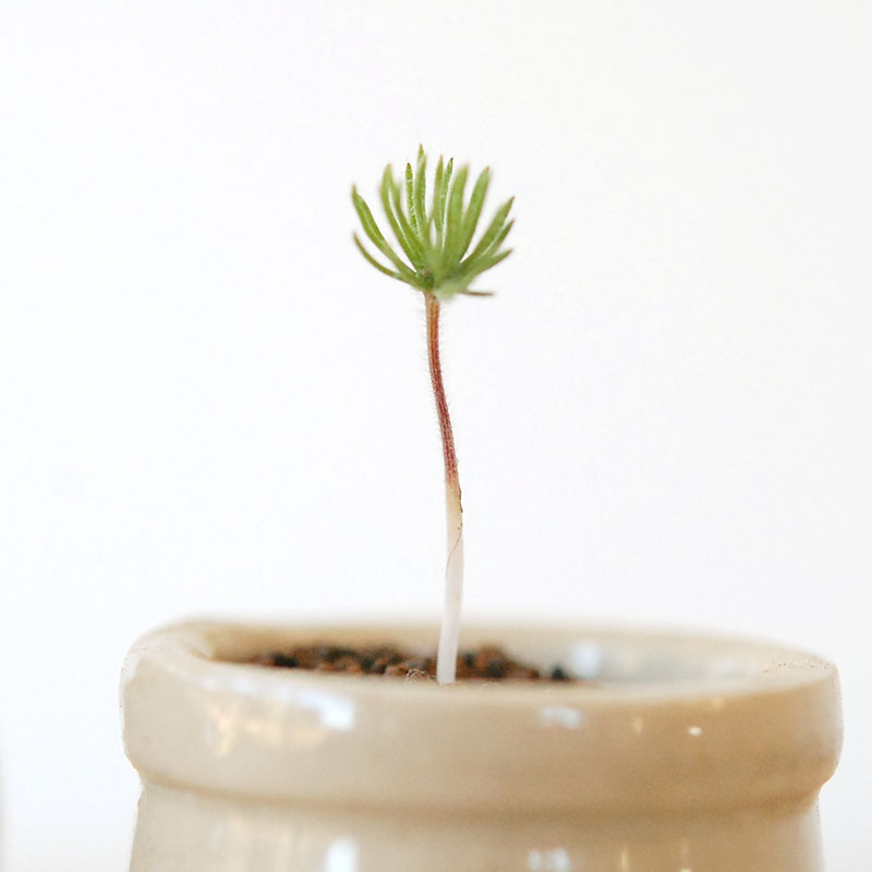 Eriospermum proliferum x antique pot