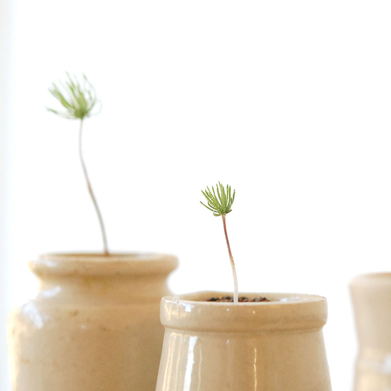 Eriospermum proliferum x antique pot