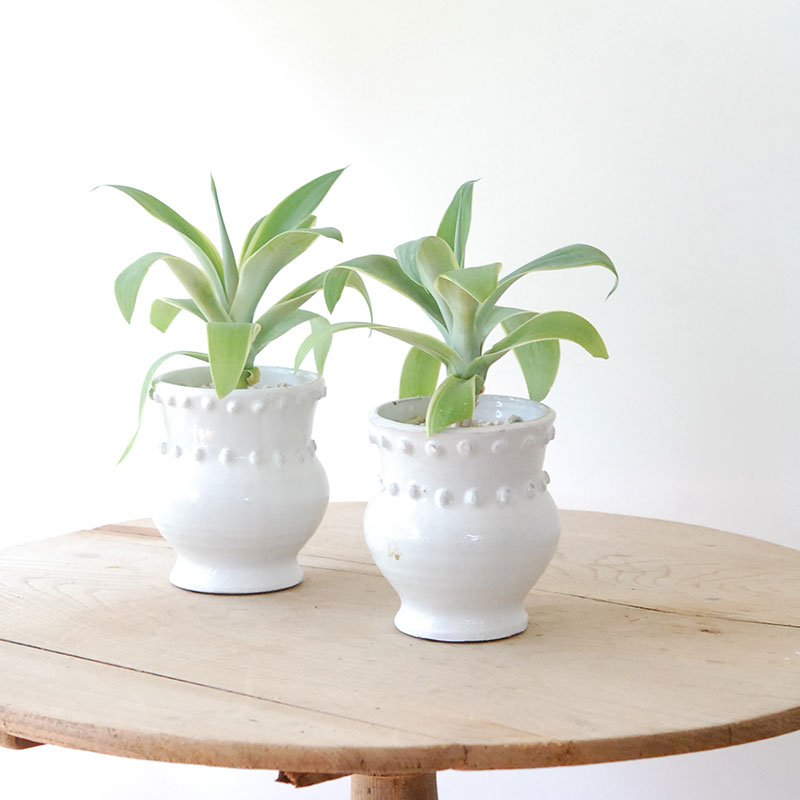 Agave アテナータ x デコラティブポット