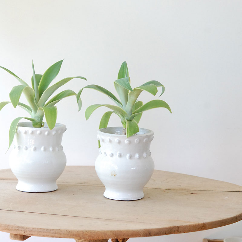 Agave アテナータ x デコラティブポット