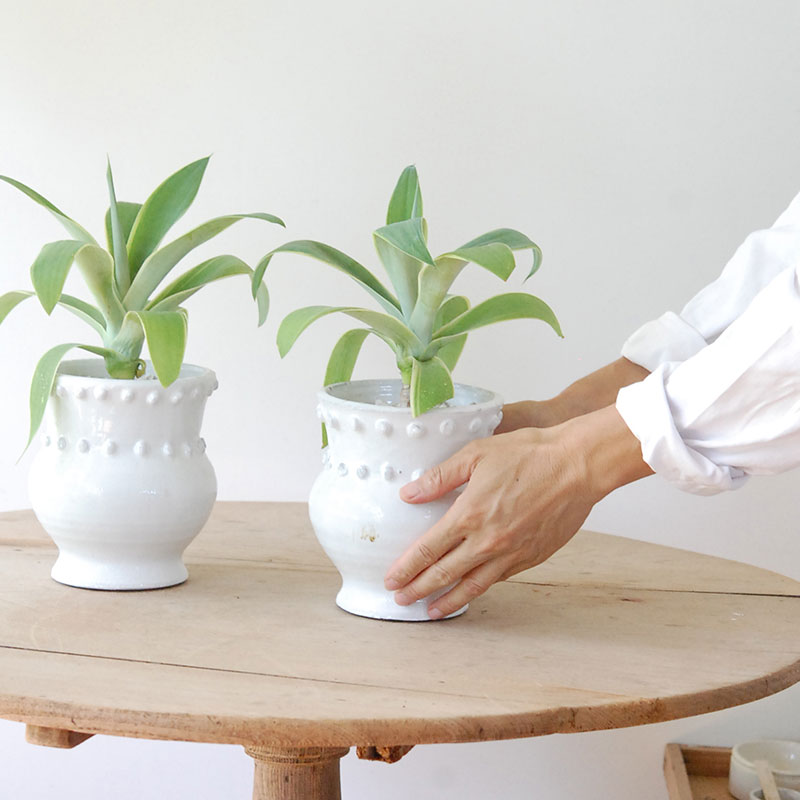 Agave アテナータ x デコラティブポット