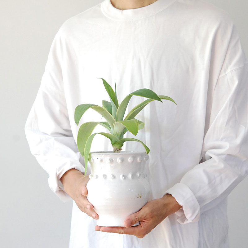 Agave アテナータ x デコラティブポット