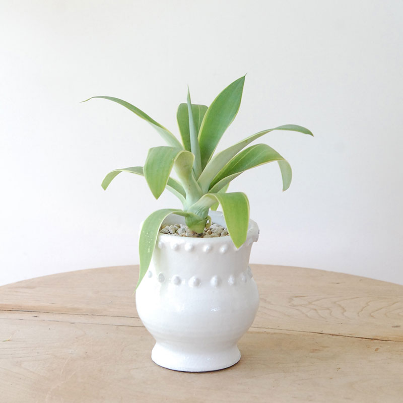 Agave アテナータ x デコラティブポット