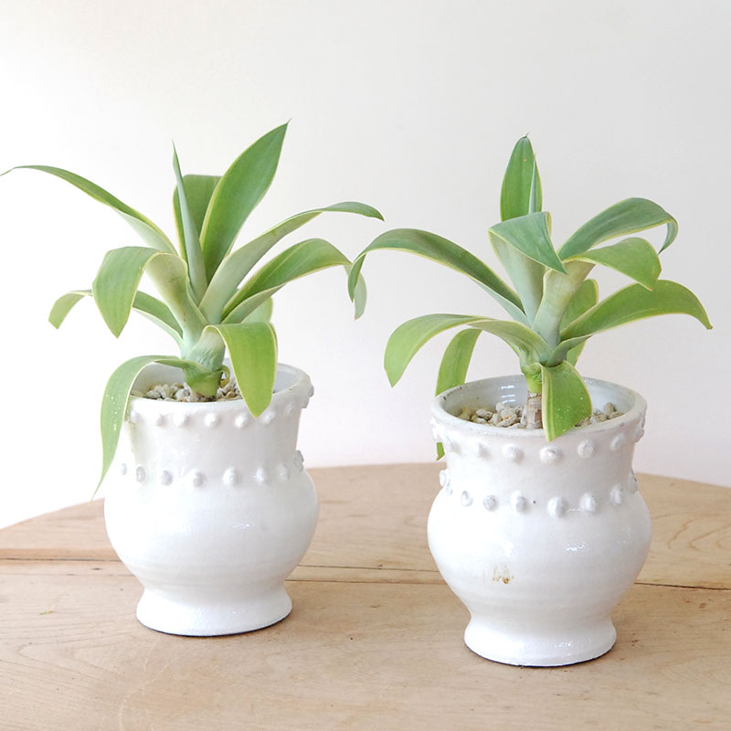 Agave アテナータ x デコラティブポット