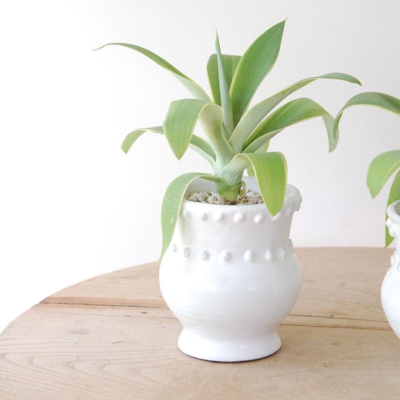 Agave アテナータ x デコラティブポット