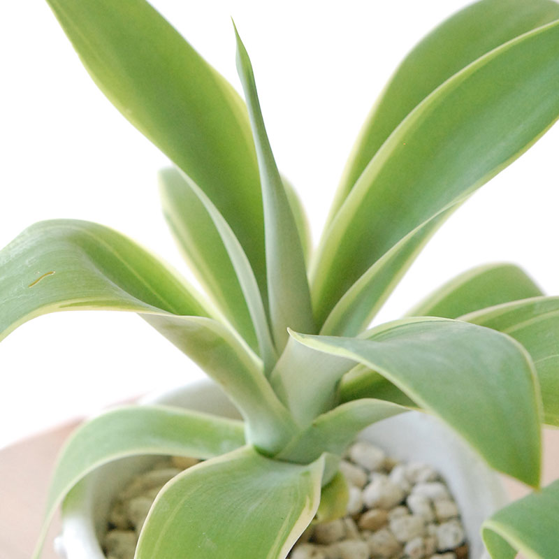 Agave アテナータ x デコラティブポット