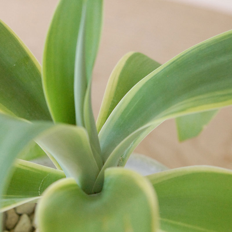 Agave アテナータ x デコラティブポット