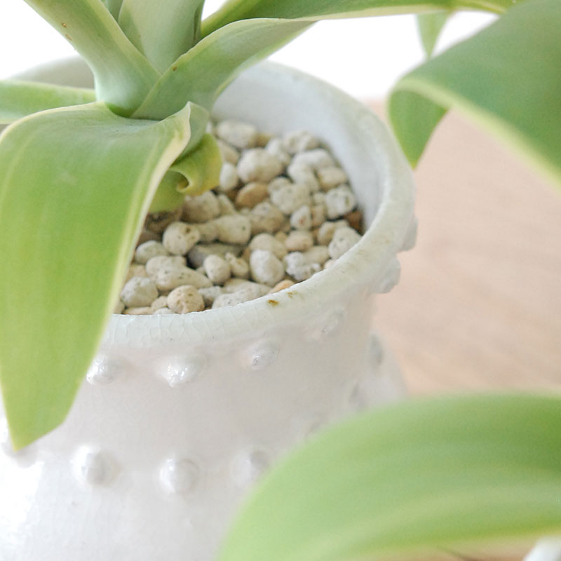 Agave アテナータ x デコラティブポット