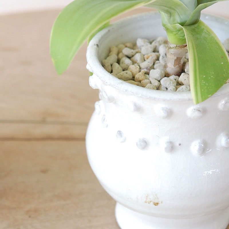 Agave アテナータ x デコラティブポット