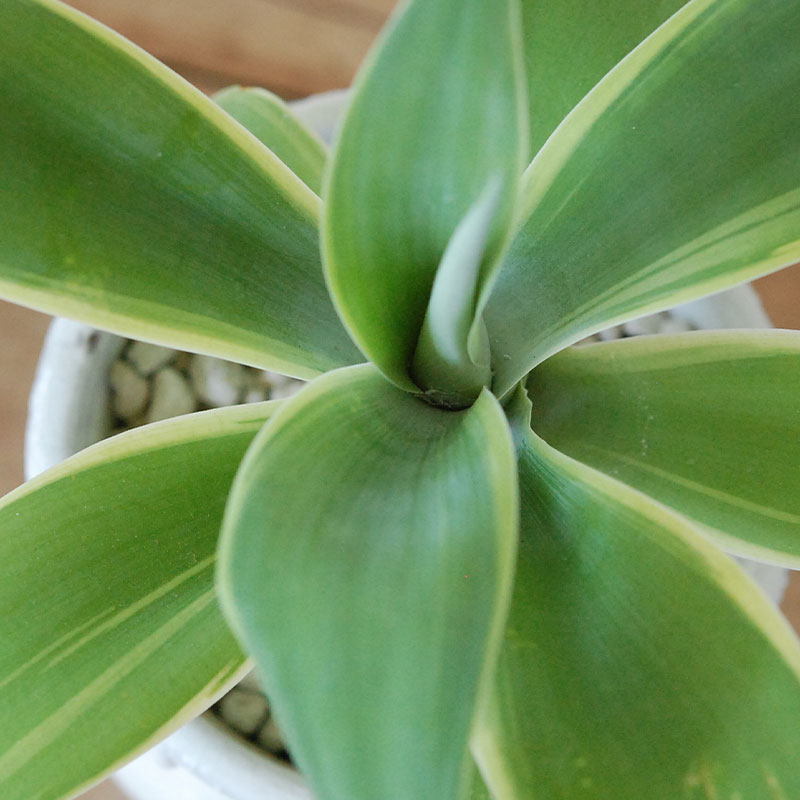 Agave アテナータ x デコラティブポット