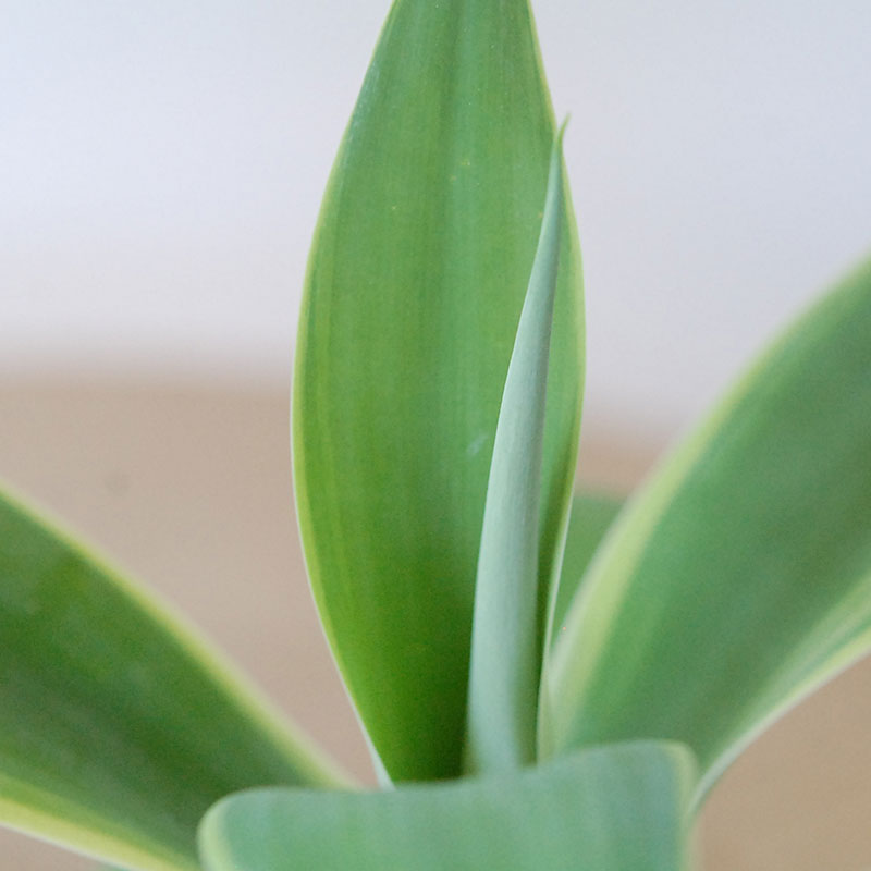 Agave アテナータ x デコラティブポット