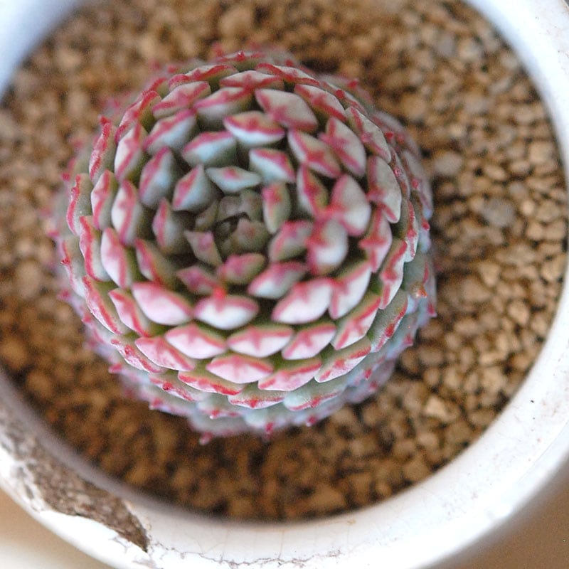 Echeveria グロブボーサ x antique pot