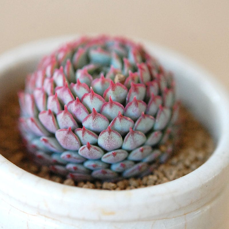 Echeveria グロブボーサ x antique pot