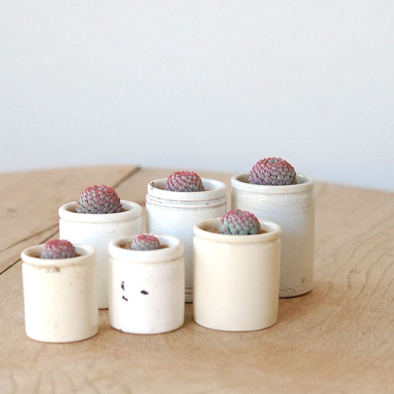 Echeveria グロブボーサ x antique pot